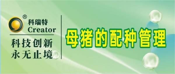 養(yǎng)殖技術 | 母豬的配種管理